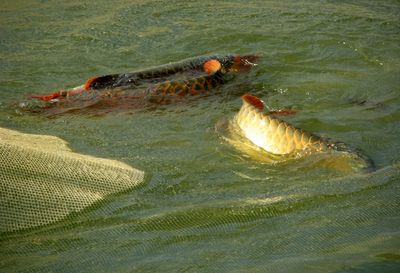 山東銀龍魚(yú)養(yǎng)殖場(chǎng)（山東銀龍魚(yú)養(yǎng)殖場(chǎng)主要集中在濟(jì)南、青島、濰坊等地） 龍魚(yú)百科 第3張