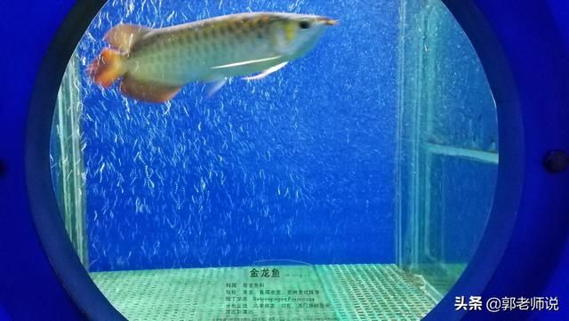 南昌金龍魚(yú)總代理電話（南昌金龍魚(yú)總代理電話號(hào)碼0791-86527777） 龍魚(yú)百科 第5張