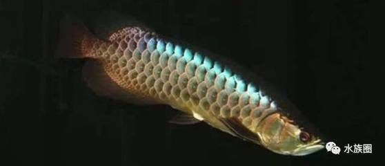 三十厘米龍魚(yú)一天食量多少（三十厘米的龍魚(yú)可以吃下3到4厘米的小魚(yú)，具體取決于小魚(yú)的大?。? title=