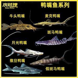 撒旦鴨嘴魚能和紅龍魚混養(yǎng)嗎（撒旦鴨嘴魚能和紅龍魚混養(yǎng)嗎撒旦鴨嘴魚能和紅龍魚混養(yǎng)嗎） 龍魚百科 第5張