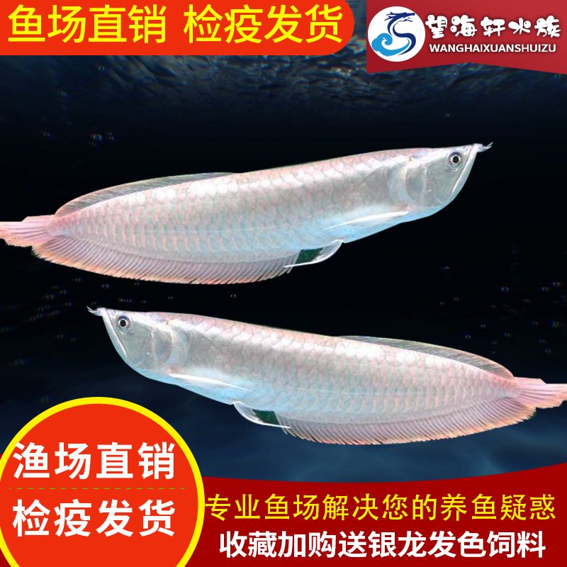 七彩銀龍魚(yú)是不是騙人的（七彩銀龍魚(yú)并非騙人，它是真實(shí)存在的觀賞魚(yú)品種） 龍魚(yú)百科 第3張