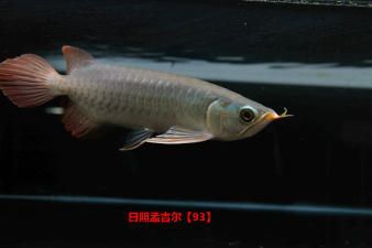 如何測量紅龍魚的編號(hào)（如何查詢紅龍魚的編號(hào)） 龍魚百科 第3張