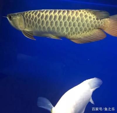 能把金龍魚養(yǎng)2年嗎（金龍魚的養(yǎng)殖周期和成長(zhǎng)情況） 龍魚百科 第3張