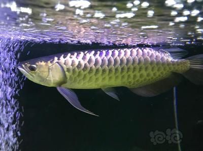 賽級(jí)F2龍魚（賽級(jí)f2龍魚價(jià)格因素而異，購(gòu)買時(shí)需仔細(xì)鑒別，仔細(xì)辨別） 龍魚百科 第2張