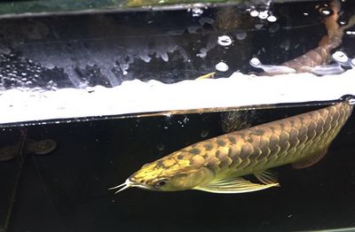 黔龍魚(yú)（黔龍魚(yú)是一種生活在中國(guó)特有的魚(yú)類，其保護(hù)狀況值得關(guān)注） 龍魚(yú)百科 第5張