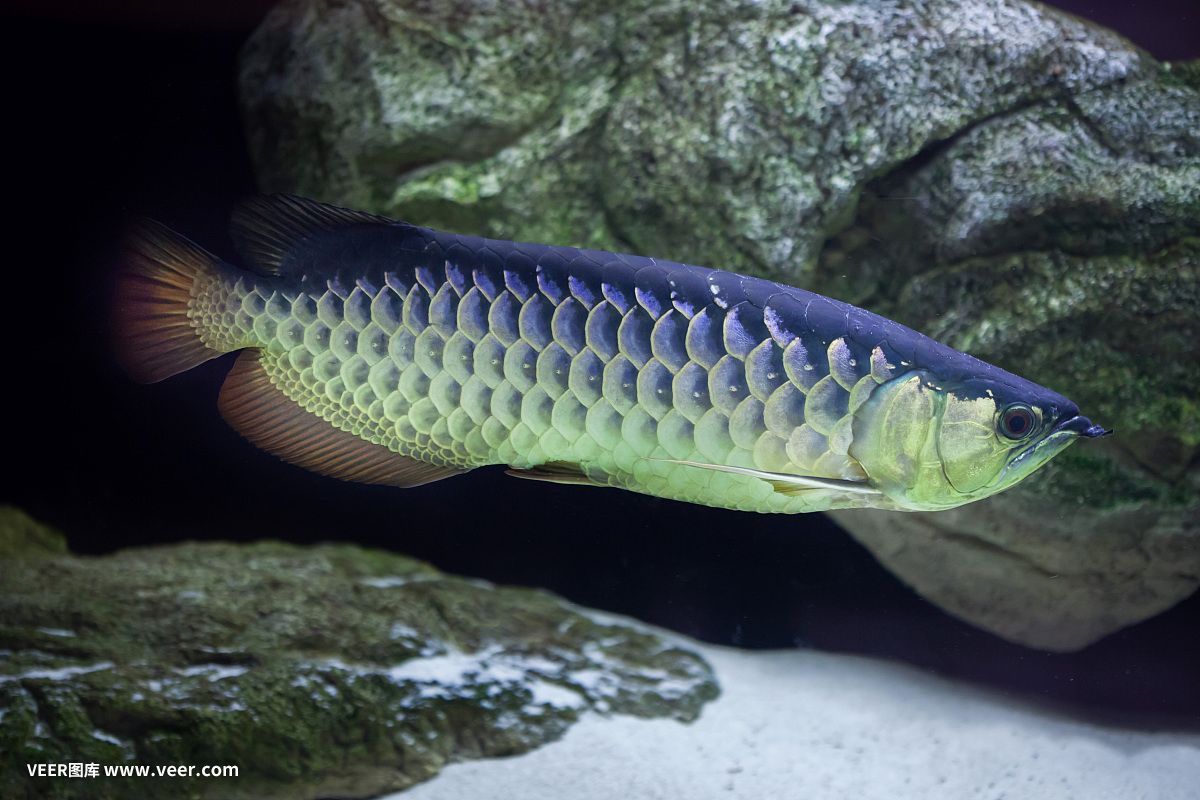 七角龍魚（關(guān)于七角龍魚的一些詳細信息） 龍魚百科 第5張