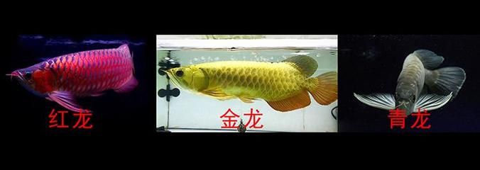 如何糾正龍魚(yú)體型（糾正龍魚(yú)體型需要綜合考慮多個(gè)方面，可以幫助龍魚(yú)恢復(fù)正常體型） 龍魚(yú)百科 第2張