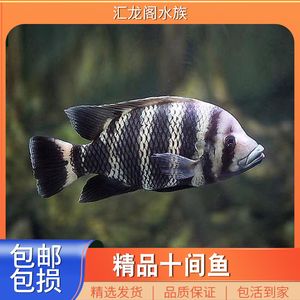 能與龍魚混養(yǎng)的黑色熱帶魚（適合與龍魚混養(yǎng)的黑色熱帶魚） 龍魚百科 第4張