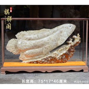 緬甸金龍魚（緬甸政府已立法禁止捕撈金龍魚） 龍魚百科 第4張