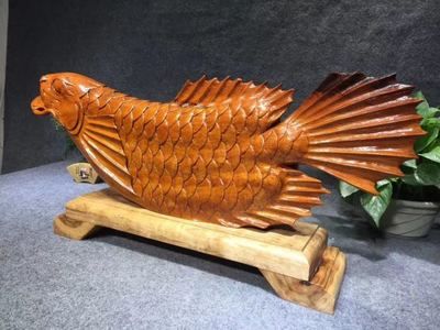 緬甸金龍魚（緬甸政府已立法禁止捕撈金龍魚） 龍魚百科 第3張