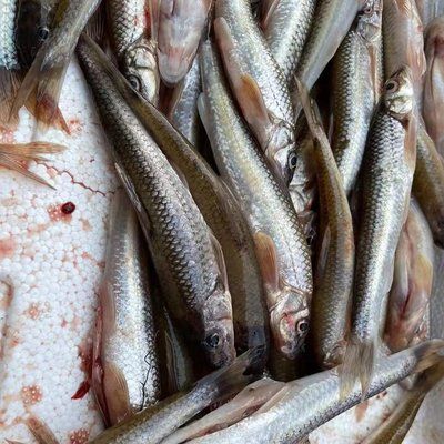 山根和麥穗哪個喂龍魚好（丁魚和麥穗魚可以作為龍魚的食物，但需要根據(jù)實際情況選擇） 龍魚百科 第3張