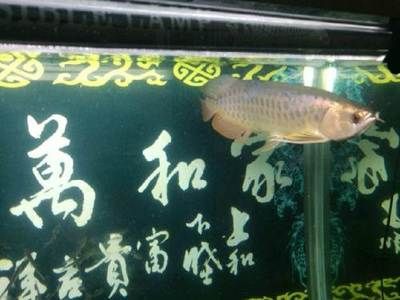 深圳龍魚哪里有賣（深圳龍魚購買地點） 龍魚百科 第5張