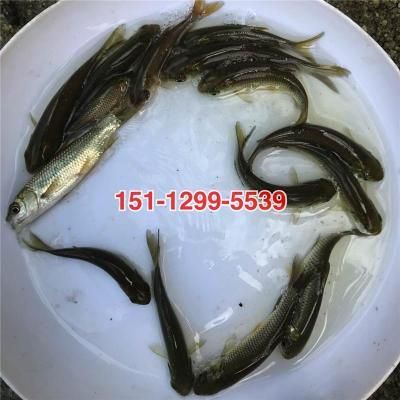 汕頭杜龍魚一斤多少錢（在汕頭，杜龍魚的價格有所不同,在一家海鮮火鍋店）