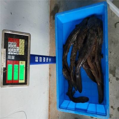 汕頭杜龍魚一斤多少錢（在汕頭，杜龍魚的價格有所不同,在一家海鮮火鍋店） 龍魚百科 第2張