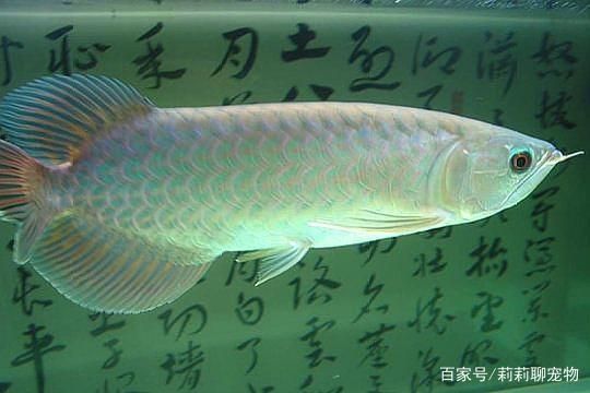 青龍魚圖片（關(guān)于青龍魚的一些高清圖片）