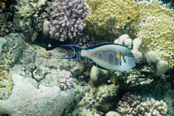 沙龍魚(yú)（沙光魚(yú)、沙丁魚(yú)和沙鉆魚(yú)的功效與作用與作用如下表所示） 龍魚(yú)百科 第3張