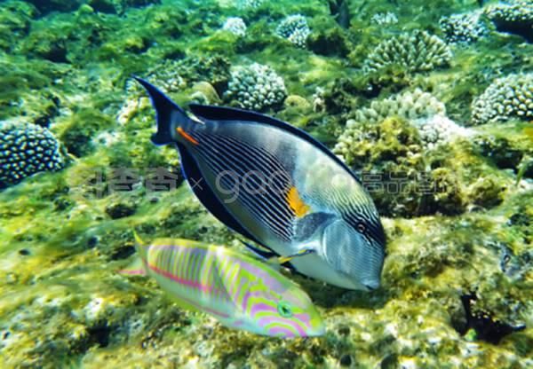 沙龍魚(yú)（沙光魚(yú)、沙丁魚(yú)和沙鉆魚(yú)的功效與作用與作用如下表所示） 龍魚(yú)百科 第1張