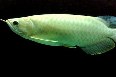 青龍魚（美麗硬骨舌魚（青龍魚（greenarowana）） 龍魚百科 第1張