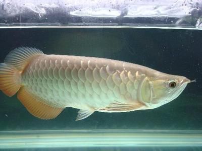 青龍魚（美麗硬骨舌魚（青龍魚（greenarowana）） 龍魚百科 第4張