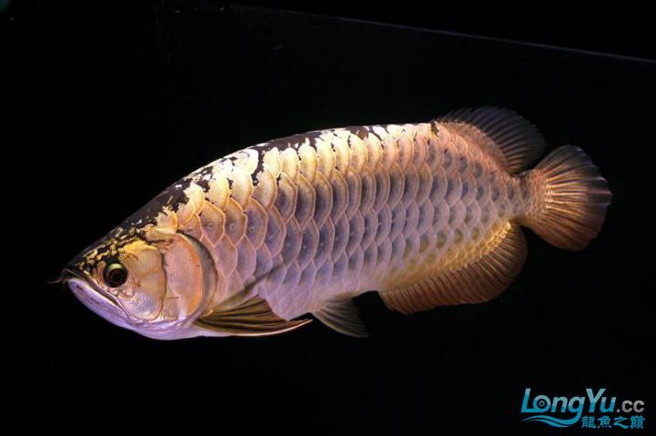 青龍魚（美麗硬骨舌魚（青龍魚（greenarowana）） 龍魚百科 第5張