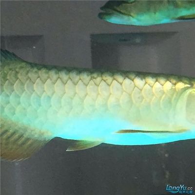 青龍魚（美麗硬骨舌魚（青龍魚（greenarowana）） 龍魚百科 第3張