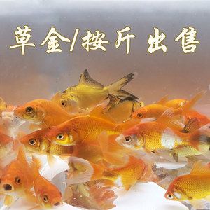 三十多公分的紅龍魚一次吃五個小草金行不行（成年紅龍魚每天喂食量可以控制在其體重的2%到5%之間） 龍魚百科 第4張