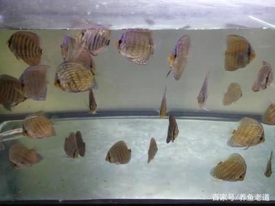 七彩龍魚(yú)的水溫多少度合適（七彩龍魚(yú)的適宜水溫范圍）