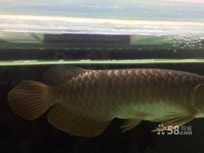 盤龍魚是什么魚（盤龍魚是一種怎樣的魚？） 龍魚百科 第1張