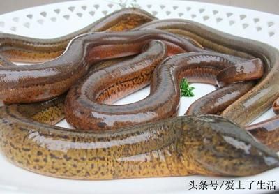 盤龍魚是什么魚（盤龍魚是一種怎樣的魚？） 龍魚百科 第3張