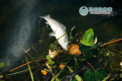 盤龍魚是什么魚（盤龍魚是一種怎樣的魚？） 龍魚百科 第4張