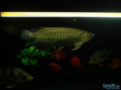 全球水族供應(yīng)商：祥龍魚場（祥龍魚場） 龍魚百科 第2張