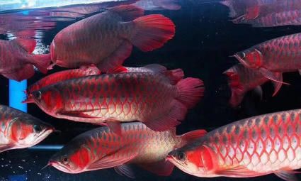 全球水族供應(yīng)商：祥龍魚場（祥龍魚場） 龍魚百科 第4張