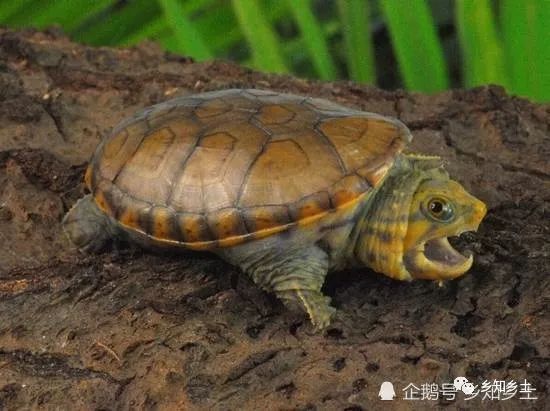 什么龜可以和龍魚一起養(yǎng)（幾種可以與龍魚一起飼養(yǎng)的龜類）