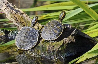 什么龜可以和龍魚一起養(yǎng)（幾種可以與龍魚一起飼養(yǎng)的龜類）