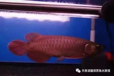 哪種龍魚比較貴（你知道哪些比較貴的龍魚品種？） 龍魚百科 第5張