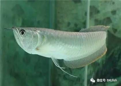 七彩銀龍魚和銀龍魚一起養(yǎng)會(huì)怎么樣（七彩銀龍魚和銀龍魚能否成功混養(yǎng)） 龍魚百科 第4張