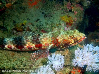 深海紅龍魚口感（關(guān)于深海紅龍魚的口感搜索結(jié)果中并沒有確切的描述其獨(dú)特口感的內(nèi)容） 龍魚百科 第1張