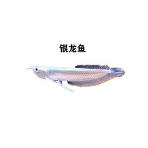 七彩龍魚和銀龍魚的區(qū)別（七彩龍魚和銀龍魚在外觀、顏色、觀賞價(jià)值等方面存在區(qū)別）