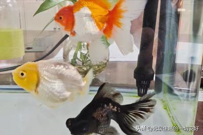 七彩神仙和龍魚哪個好養(yǎng)（七彩神仙魚和龍魚的區(qū)別） 龍魚百科 第4張