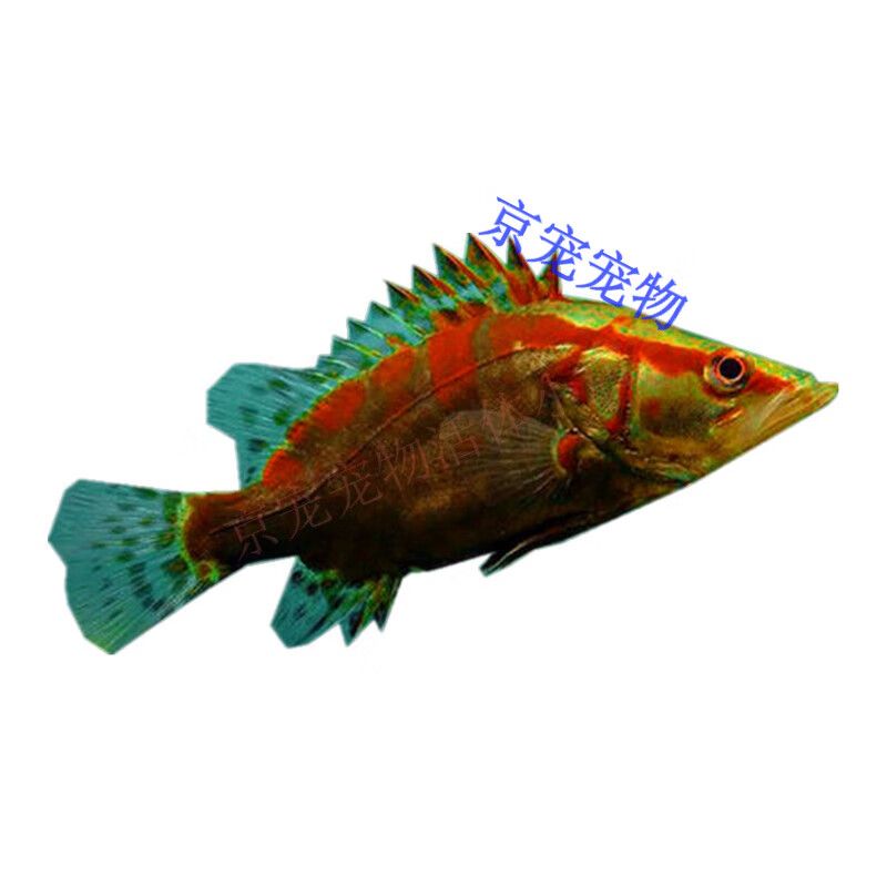 翹嘴和龍魚（翹嘴和龍魚在外觀特征、生態(tài)習性、飼養(yǎng)條件和經(jīng)濟價值等方面都有所區(qū)別）