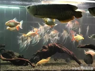 七彩龍魚好看還是紅色龍魚（七彩龍魚和紅色龍魚各有其獨特的美麗） 龍魚百科 第5張