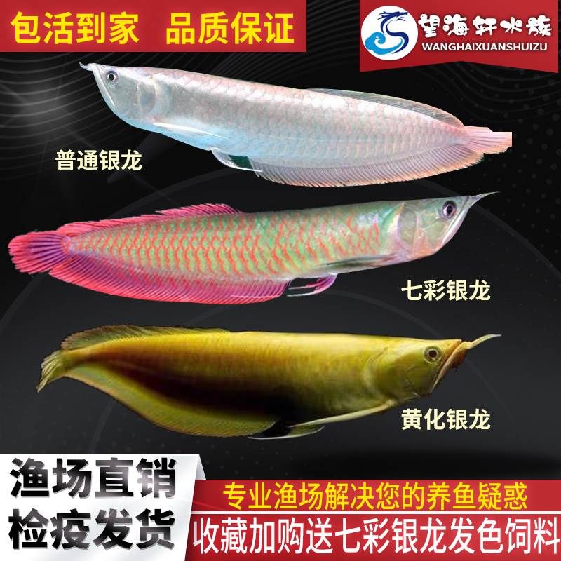 七彩龍魚(yú)和銀龍的區(qū)別（七彩龍魚(yú)和銀龍實(shí)際上是同一種魚(yú)類(lèi)，它們之間的區(qū)別）