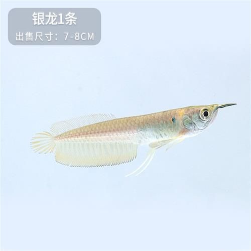 七彩龍魚和銀龍的區(qū)別（七彩龍魚和銀龍實(shí)際上是同一種魚類，它們之間的區(qū)別） 龍魚百科 第4張