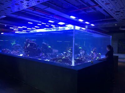 深圳龍魚市場（深圳龍魚市場信息）