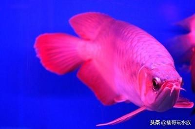 哪種龍魚最貴（最貴的龍魚品種是什么？）