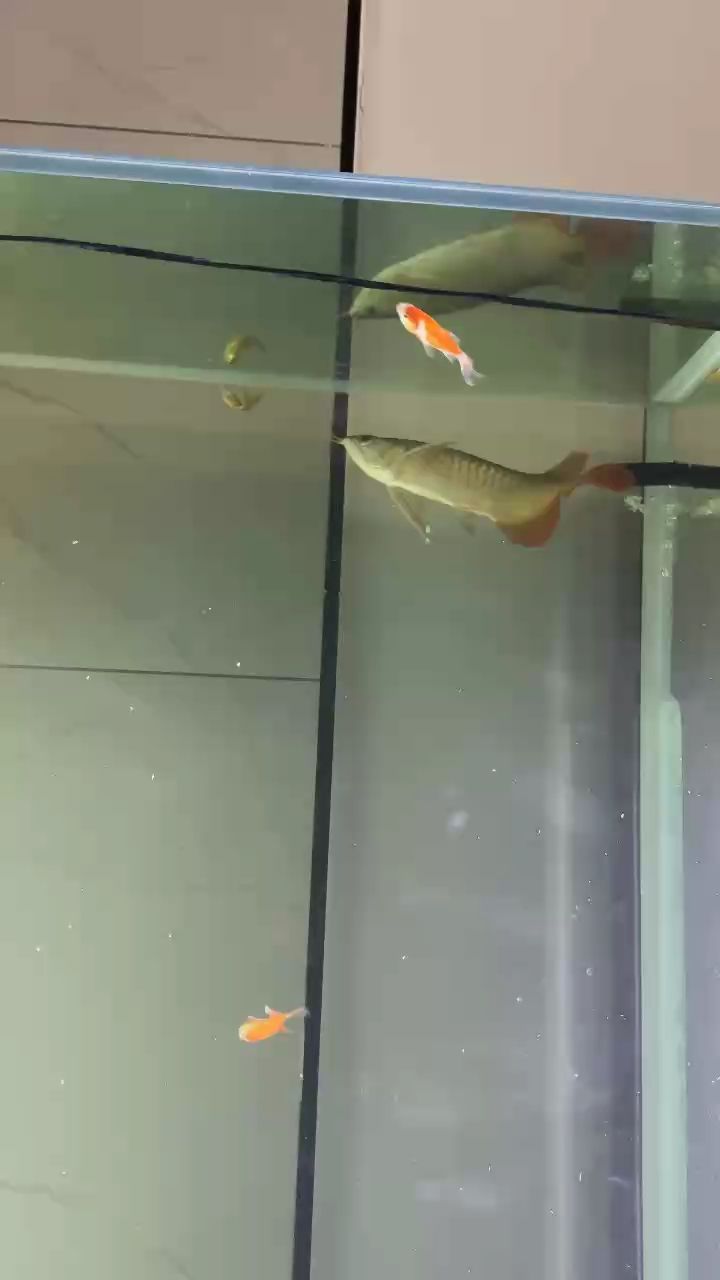 喂魚喂魚（龍魚第一次吃小金魚）