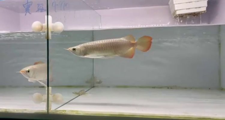 42右缸-印尼大湖賽級(jí)小紅龍，越大越漂亮品種。（大湖純血龍魚(yú)）