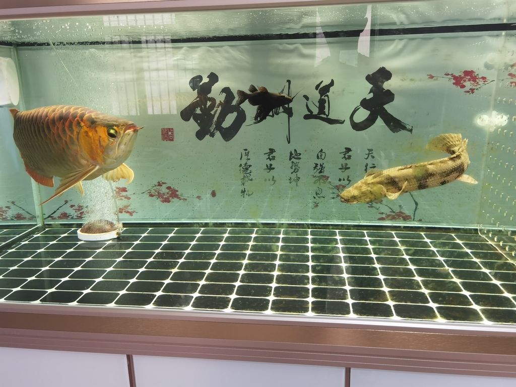  觀賞魚論壇