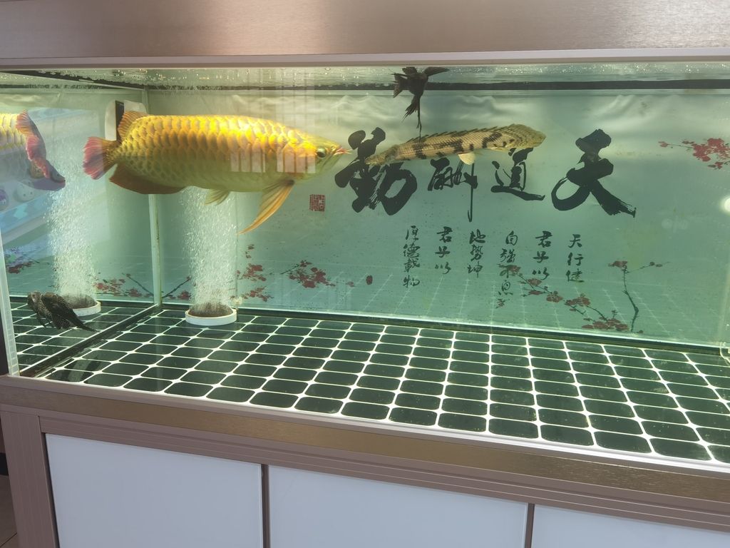  觀(guān)賞魚(yú)論壇