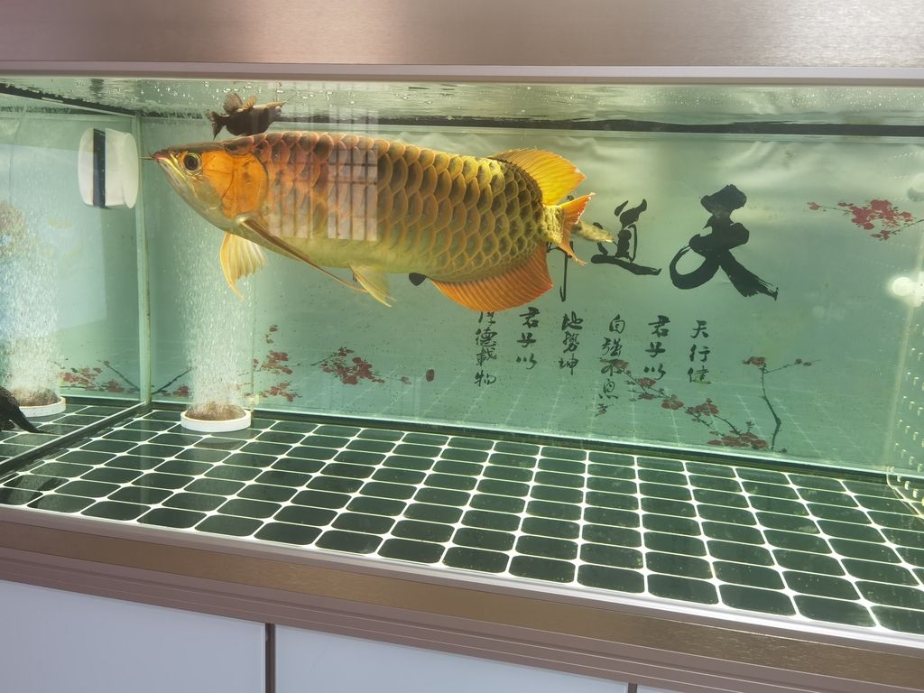 （養(yǎng)幾年了？） 觀賞魚論壇